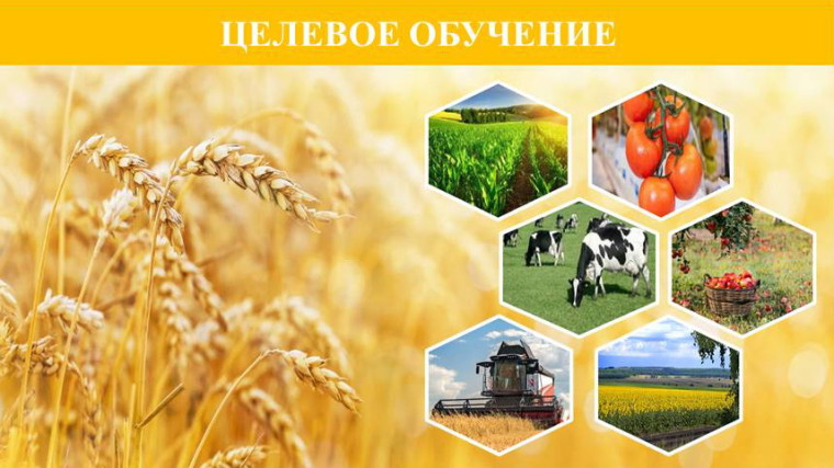 Вниманию работодателей и абитуриентов о целевом обучении. Вниманию работодателей и абитуриентов о целевом обучении.